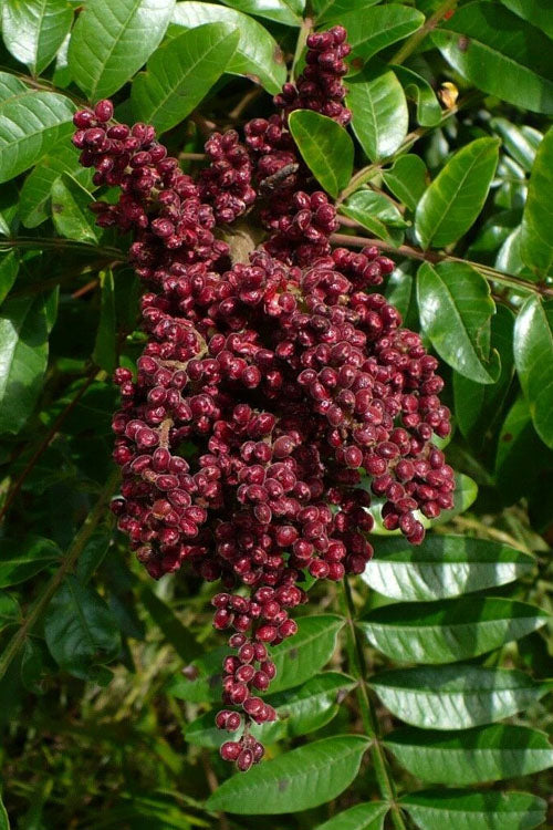  Shining Winged Sumac (Rhus Copallinum) - 1 Gallon Pot
