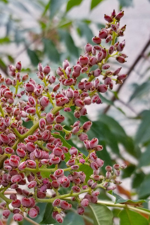  Shining Winged Sumac (Rhus Copallinum) - 1 Gallon Pot