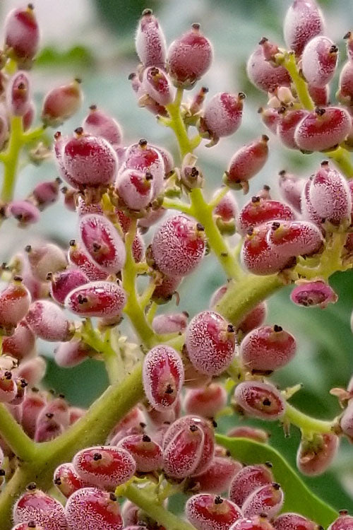  Shining Winged Sumac (Rhus Copallinum) - 1 Gallon Pot