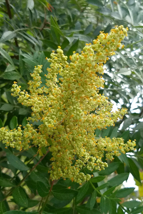  Shining Winged Sumac (Rhus Copallinum) - 1 Gallon Pot