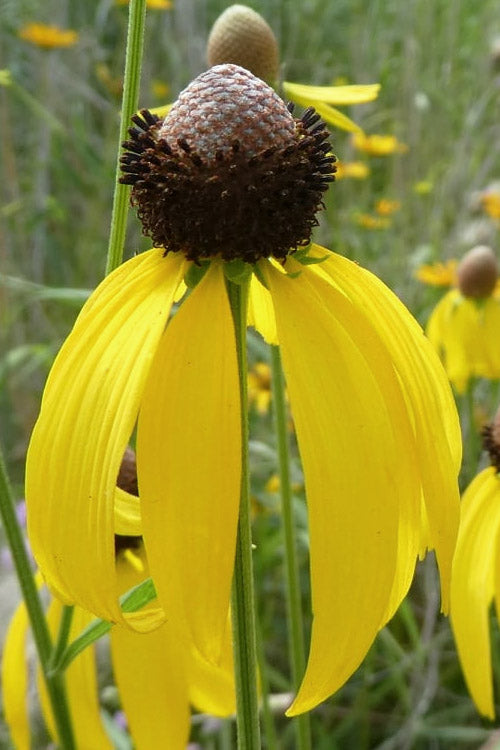  Grey Headed Coneflower (Ratibida Pinnata) - 6 Pack Of 1 Gallon Pots