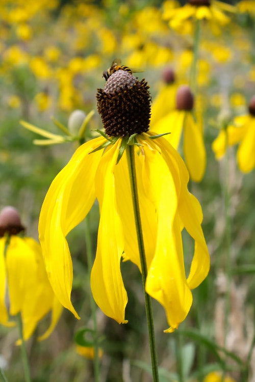  Grey Headed Coneflower (Ratibida Pinnata) - 6 Pack Of 1 Gallon Pots