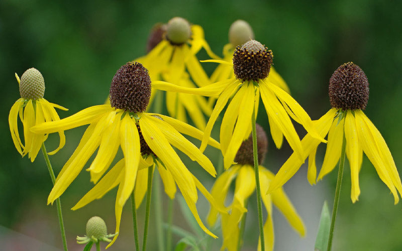  Grey Headed Coneflower (Ratibida Pinnata) - 6 Pack Of 1 Gallon Pots