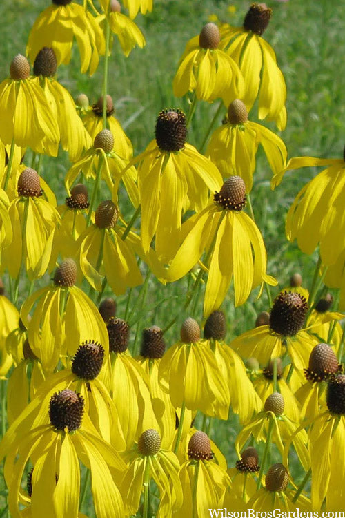  Grey Headed Coneflower (Ratibida Pinnata) - 6 Pack Of 1 Gallon Pots