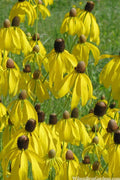  Grey Headed Coneflower (Ratibida Pinnata) - 6 Pack Of 1 Gallon Pots