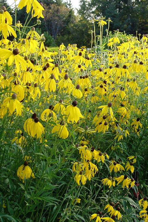  Grey Headed Coneflower (Ratibida Pinnata) - 6 Pack Of 1 Gallon Pots