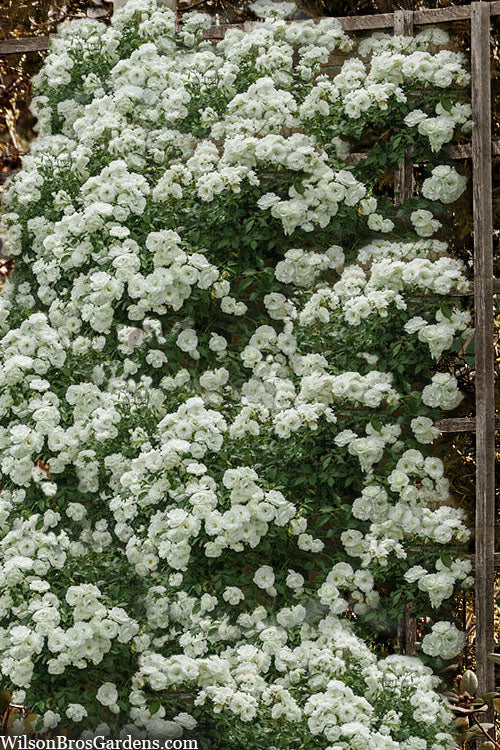  Lady Banks White Rose - 5 Gallon Pot