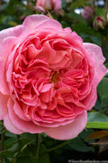  Boscobel English Shrub Rose (David Austin) - 3 Gallon Pot