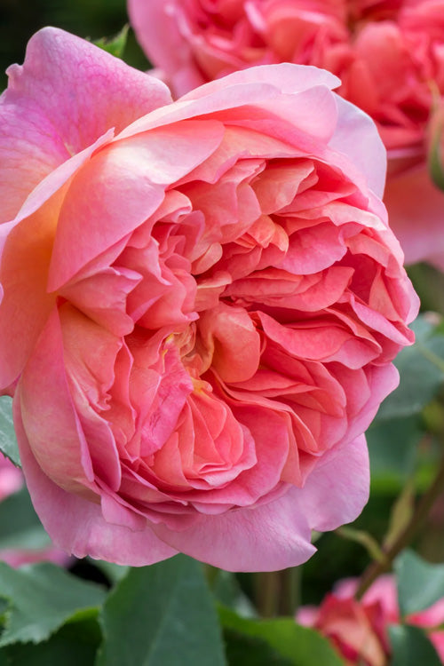  Boscobel English Shrub Rose (David Austin) - 3 Gallon Pot