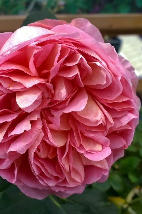  Boscobel English Shrub Rose (David Austin) - 3 Gallon Pot