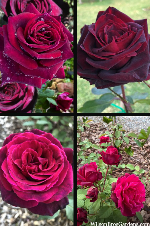  Crimson Knight Brindabella Rose - 3 Gallon Pot