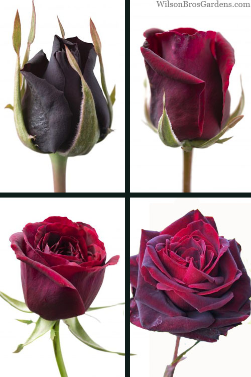  Crimson Knight Brindabella Rose - 3 Gallon Pot