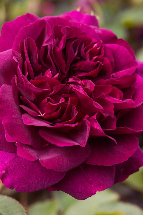  Darcey Bussell English Shrub Rose (David Austin) - 2 Gallon Pot