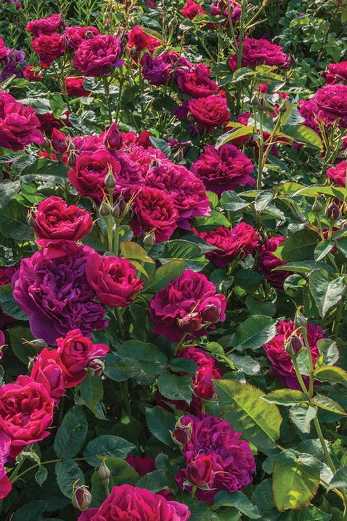  Darcey Bussell English Shrub Rose (David Austin) - 2 Gallon Pot