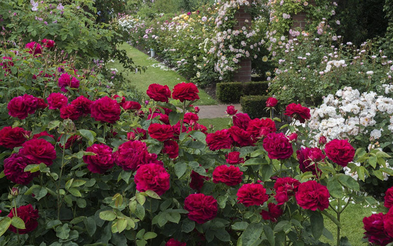  Darcey Bussell English Shrub Rose (David Austin) - 2 Gallon Pot