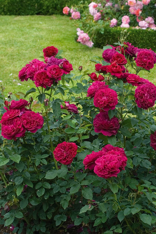  Darcey Bussell English Shrub Rose (David Austin) - 2 Gallon Pot