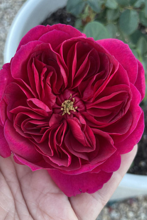  Darcey Bussell English Shrub Rose (David Austin) - 2 Gallon Pot