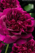  Darcey Bussell English Shrub Rose (David Austin) - 2 Gallon Pot
