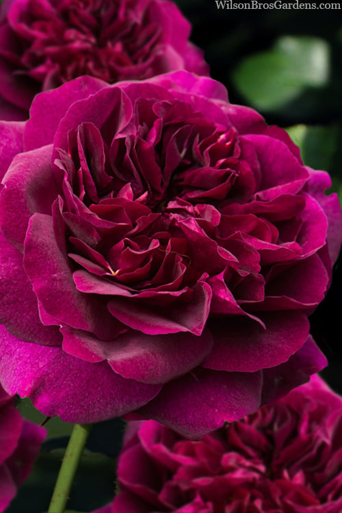  Darcey Bussell English Shrub Rose (David Austin) - 2 Gallon Pot