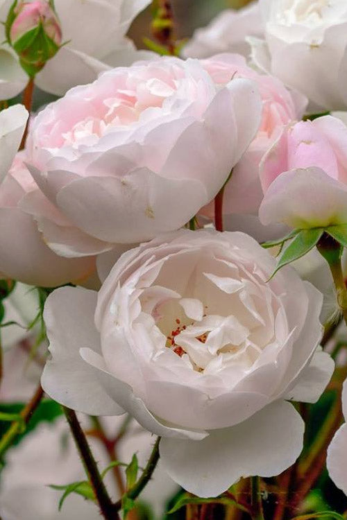  Desdemona English Shrub Rose (David Austin) - 3 Gallon Pot
