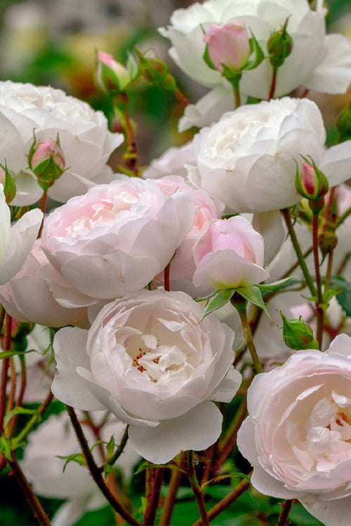  Desdemona English Shrub Rose (David Austin) - 3 Gallon Pot