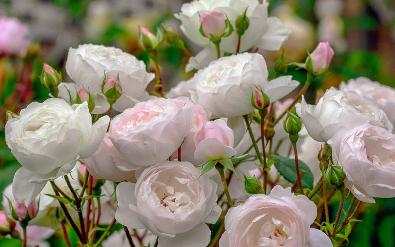  Desdemona English Shrub Rose (David Austin) - 3 Gallon Pot