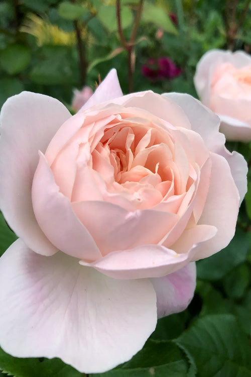  Desdemona English Shrub Rose (David Austin) - 3 Gallon Pot