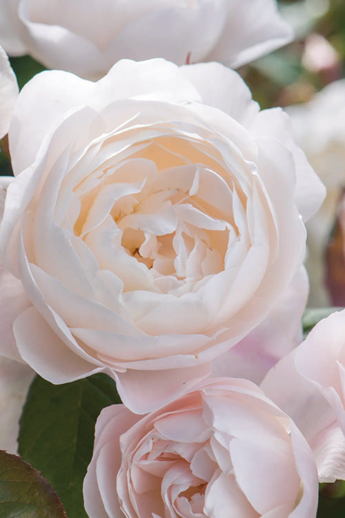  Desdemona English Shrub Rose (David Austin) - 3 Gallon Pot