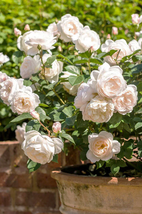  Desdemona English Shrub Rose (David Austin) - 3 Gallon Pot