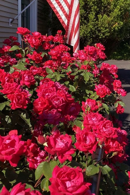  Red Double Knock Out Rose - 5 Gallon Pot