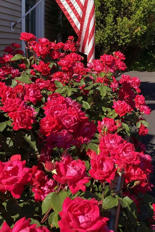  Red Double Knock Out Rose - 2 Gallon Pot