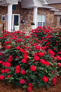  Red Double Knock Out Rose - 5 Gallon Pot