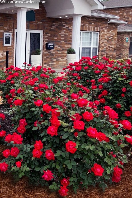  Red Double Knock Out Rose - 5 Gallon Pot