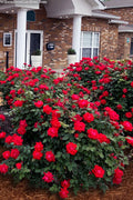  Red Double Knock Out Rose - 2 Gallon Pot