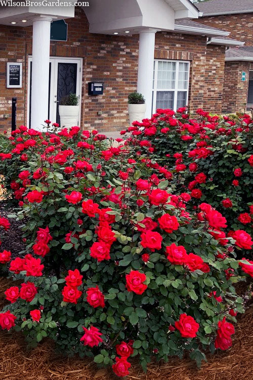  Red Double Knock Out Rose - 3 Gallon Pot