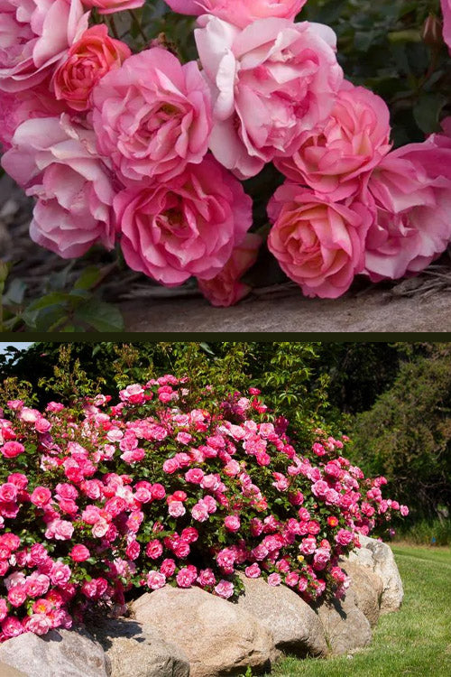  Easy Elegance Sunrise Sunset Rose - 3 Gallon Pot
