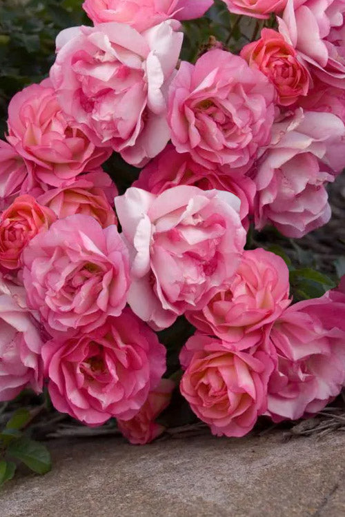  Easy Elegance Sunrise Sunset Rose - 3 Gallon Pot
