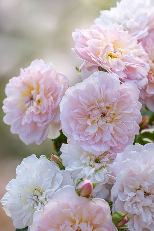  Elizabeth English Shrub Rose (David Austin) - 3 Gallon Pot