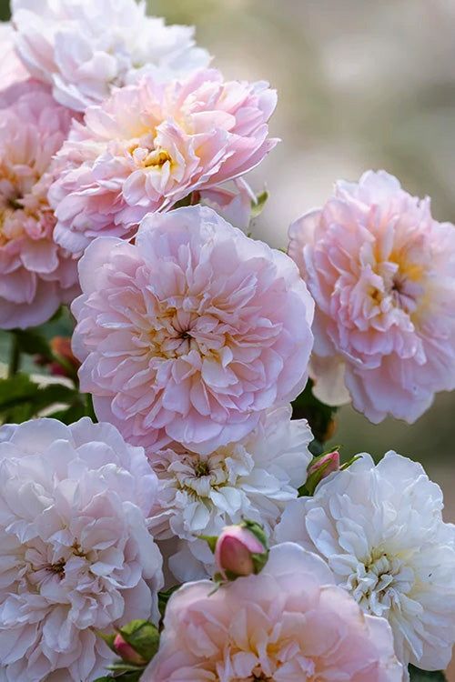  Elizabeth English Shrub Rose (David Austin) - 3 Gallon Pot