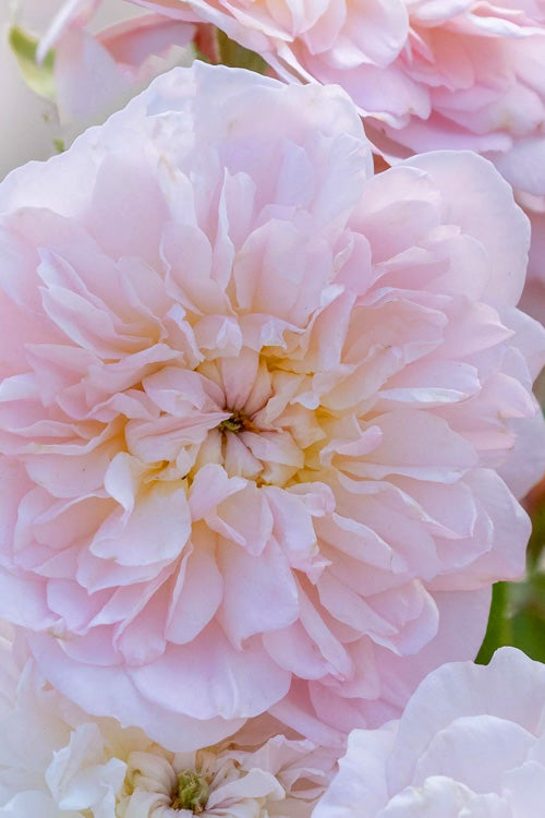  Elizabeth English Shrub Rose (David Austin) - 3 Gallon Pot