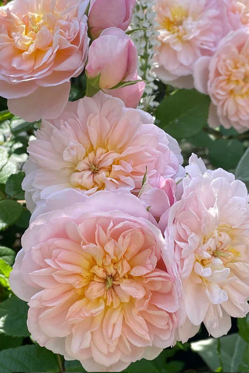  Emily Bronte English Shrub Rose (David Austin) - 3 Gallon Pot