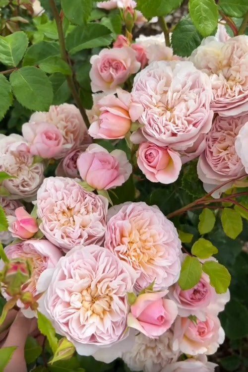  Emily Bronte English Shrub Rose (David Austin) - 3 Gallon Pot