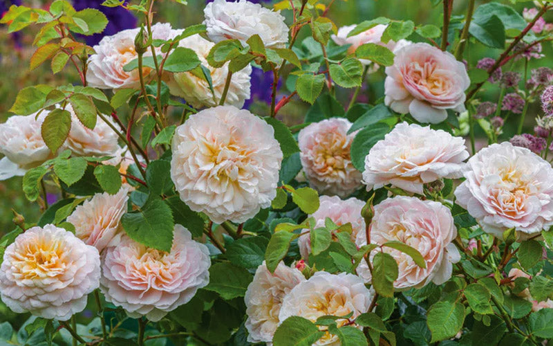  Emily Bronte English Shrub Rose (David Austin) - 3 Gallon Pot