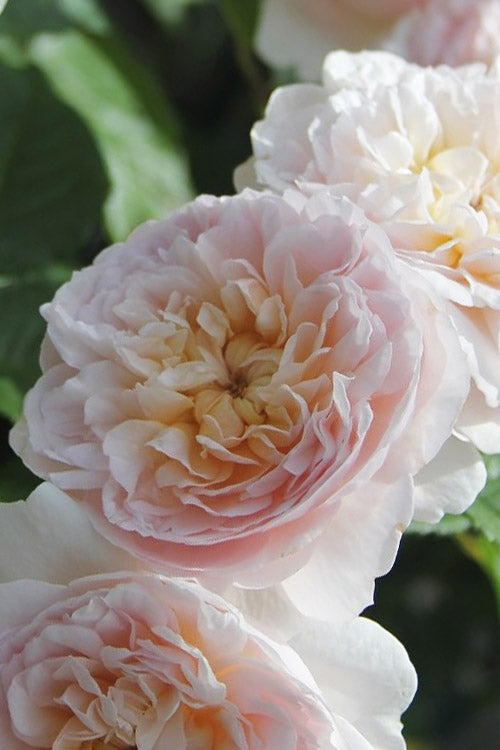  Emily Bronte English Shrub Rose (David Austin) - 3 Gallon Pot