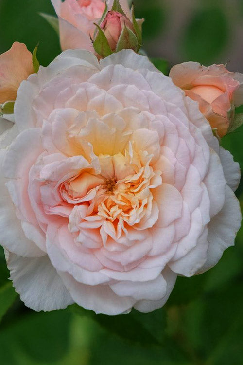  Emily Bronte English Shrub Rose (David Austin) - 3 Gallon Pot