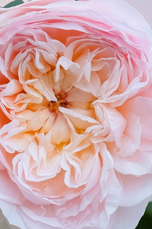  Emily Bronte English Shrub Rose (David Austin) - 3 Gallon Pot