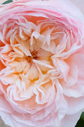  Emily Bronte English Shrub Rose (David Austin) - 3 Gallon Pot