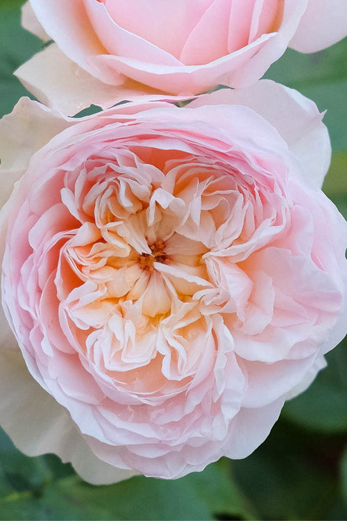  Emily Bronte English Shrub Rose (David Austin) - 3 Gallon Pot