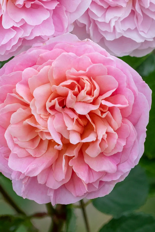  Eustacia Vye English Shrub Rose (David Austin) - 3 Gallon Pot