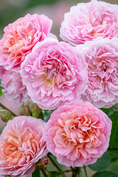  Eustacia Vye English Shrub Rose (David Austin) - 3 Gallon Pot